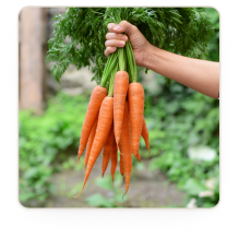 Carrots